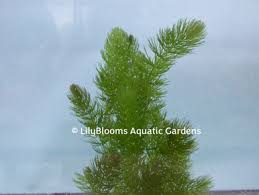 Image result for Hypericophyllum