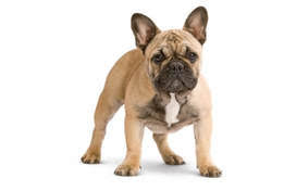 If we take a look at their history, we will realize that their ancestors (english bulldogs) much affected the size of quondam frenchies. Types Of Bulldogs Hoosier Bulldog Rescue