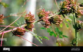 Image result for Mimosa diplotricha