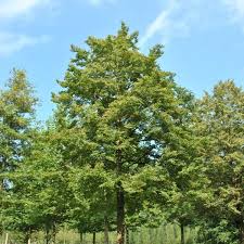 Image result for Rogiera cordata