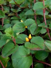 Image result for Lysimachia barbata