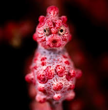 Image result for Renealmia susanneae-katziae