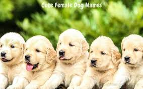 Whatever it is, be it creative or unique, it's gonna be awesome. Girl Dog Names 2000 Best Female Dog Name Ideas 2021