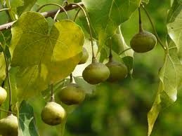 Image result for Thespesia populneoides