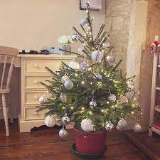 Living Pot Grown Christmas Tree Norway Spruce 1 1 2m Total Height From Floor Christmas Tree Live Christmas Trees Tree