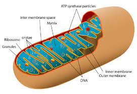 Maybe you would like to learn more about one of these? 5 6 Cell Organelles Biology Libretexts