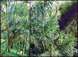 Image result for Dracaena afromontana