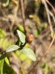 Image result for Lepistemon owariensis