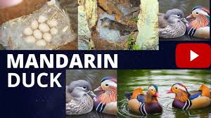 Painting of a mandarin duck family i created for my friends shihua & pei lu to celebrate the birth of their daughter virginia lu. Wild Mandarin Ducklings Hatching And Leaving The Nest Mandarin Duck Youtube