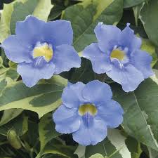 Image result for Thunbergia grandiflora