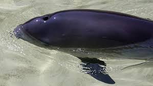 I do not think we can wait until the last porpoise is dead before we finally establish the scientific proofs, for then it will be too late. Online Karten Zeigen Verbreitung Der Wale Und Seevogel In Nord Und Ostsee Wissenschaftsjahr