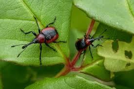 Image result for Orthochilus walleri