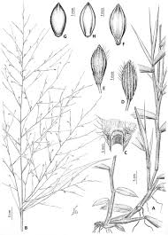 Image result for Pseudechinolaena polystachya