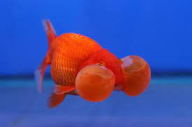 … but a black goldfish will often turn orange (because black is an unstable color in goldfish). Bubble Eye Goldfish The Complete Care Guide