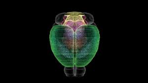 The rat brain in stereotaxic coordinates: A Cell Atlas Of The Mouse Brain A Step Towards Brain Simulation Technology Networks