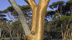 Scribbly gum, eucalyptus haemastoma, is known as the tree with scribbly writing on the trunk (or trunks as it may have multiple trunks). Natural Chewing Gum History And Facts