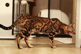 Bengal 10 Impressive Facts To Know About This Cat Cat Breeds Bengal Cat Cats