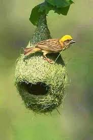 PROVERBE DU JOUR << L'oiseau qui chante trop ne sait pas faire son nid. >>  EXPLICATION Dans la vie, il faut être humble et cohérent à la fois. La  vantardise est dénoncée