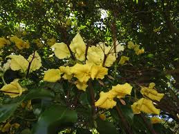 Image result for Cladostemon kirkii