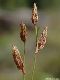 Image result for Bulbostylis hispidula