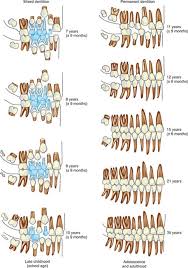 Image result for Dentition
