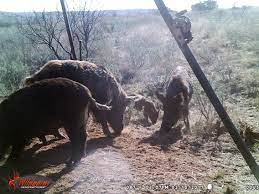 2 where are the best places in texas to go to hog hunting? Texas Hog Pricing Features And More