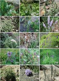 Image result for Schlechterina