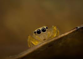 Pin On Jumping Spiders South China