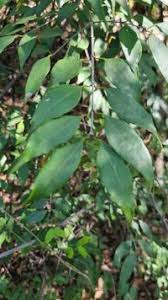 Image result for Strychnos usambarensis