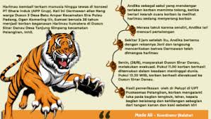 Gambar binatang harimau sumatera gambar v via gambarv.blogspot.com. Harimau Sumatera Jikalahari