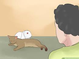 Cat & dog are good friends. How To Keep A Rabbit And A Cat 13 Steps With Pictures Wikihow Pet