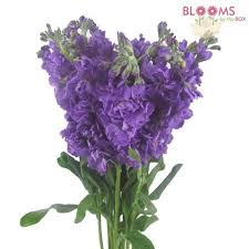 Flowers sold by the bunch. Stock Mid Blue Common Names Double Stock This Item Is Sold By The Bunch 10 Stems Per Bunch 1 Or M Wholesale Flowers Wedding Wholesale Flowers Stock Flower