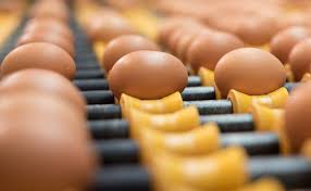 Pues bien, al hacer la comparación en las diferentes tiendas y almacenes de cadena se encontró que una docena de huevos aa (los que tienen un peso aproximado de 60 y 66.9 gramos), por ejemplo, oscila entre los 4.300 y los 6.700 pesos. Huevos Guillen Mas De Medio Siglo De Un Negocio Redondo Las Provincias