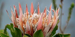 Image result for Protea kibarensis