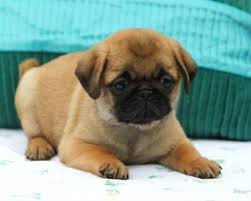 Black And Tan Pug Cute Apricot Pug Puppy Pug Puppies Pugs Puppies