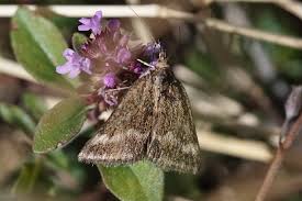 Image result for Pyrausta aerealis