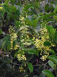 Image result for Tristellateia africana