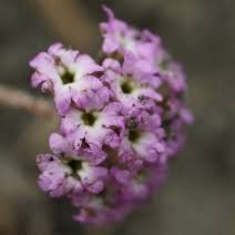 Image result for Aeschynomene multicaulis