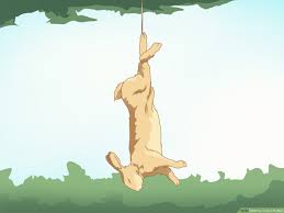 There are a lot of ways you can make an effective wire snare trap to kill small. 3 Ways To Trap A Rabbit Wikihow