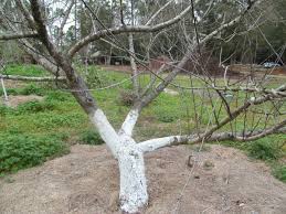 Check spelling or type a new query. Training Fruit Trees Just Fruits And Exotics
