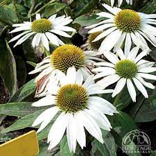 Plant Profile For Echinacea Purpurea Baby Swan White White Coneflower Perennial Plants White Flowering Plants Echinacea Purpurea