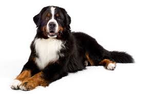 Maybe you would like to learn more about one of these? Bernese Mountain Dog Dog Breed Information