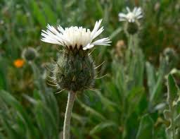 Image result for Micractis