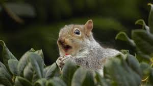 Squirrels can be a nuisance around the home and garden. Do Coffee Grounds Keep Squirrels Away Squirrelcontrol Ca