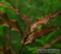 Image result for Murdannia stricta