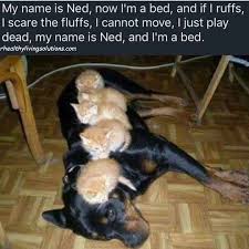 Pin By Victoria Meinen On Animals In 2020 Funny Animal Memes Cute Animal Photos Cute Animals