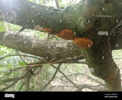 Image result for Phellinus pomaceus