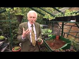 Image result for Monopsis stellarioides