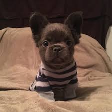 As french bulldogs enjoy overwhelming success (no. Is That An Ewok Meet The Super Rare Long Haired French Bulldog The Dog People By Rover Com Cute Baby Animals Puppies Baby Animals