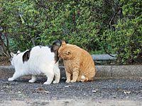 Kulit telapak kaki yang kasar dan kering mungkin lebih dari sekadar masalah kosmetik. Kucing Wikipedia Bahasa Melayu Ensiklopedia Bebas